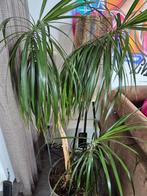 Dracaena Marginata van circa 115cm hoog, Huis en Inrichting, Kamerplanten, Ophalen, 100 tot 150 cm, Overige soorten, Halfschaduw