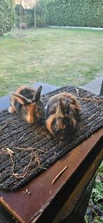 Jonge Japanner konijnen, Meerdere dieren, Middelgroot, 0 tot 2 jaar