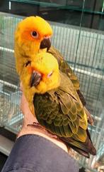 Zonparkieten getest en met Dna super tam en echt super lief., Meerdere dieren, Papegaai, Tam