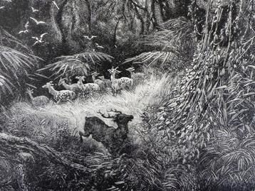 Gustave Doré - Originele 19de eeuwse prent - Houtgravure bos beschikbaar voor biedingen