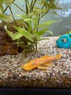 L nr 144 algeneters, Vis