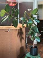 Ficus Elastica (rubberboom) 1m, Ophalen, Ficus, In pot, Minder dan 100 cm