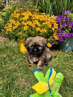 Leuke boomer pups te koop!, Dieren en Toebehoren, Honden | Chihuahua's en Gezelschapshonden, Overige rassen, CDV (hondenziekte)