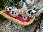 5 super mooie lieve jonge kittens te koop, Dieren en Toebehoren, Katten en Kittens | Overige Katten, Meerdere dieren, Kortharig