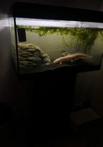 Axelotl, Dieren en Toebehoren, Reptielen en Amfibieën | Toebehoren, Ophalen