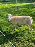 T.k. mooie zware ram, Maasduinen x Dorper. Ruischaap, Dieren en Toebehoren, Schapen, Geiten en Varkens, Mannelijk, Schaap, 0 tot 2 jaar