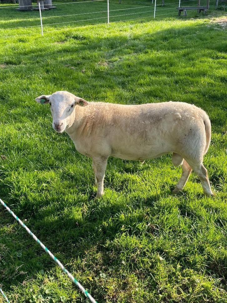 T.k. mooie zware ram, Maasduinen x Dorper. Ruischaap, Dieren en Toebehoren, Schapen, Geiten en Varkens, Schaap, Mannelijk, 0 tot 2 jaar
