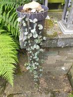 chinese lantaarn Ruilen, Ruilen, Ruilen, Ophalen, Vetplant, 100 tot 150 cm, Halfschaduw