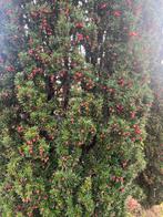 Taxus Baccata Zuilvorm - Prachtige Haagplant 3,5 m 3,5 m, In pot, Bloeit niet, Halfschaduw, Ophalen of Verzenden