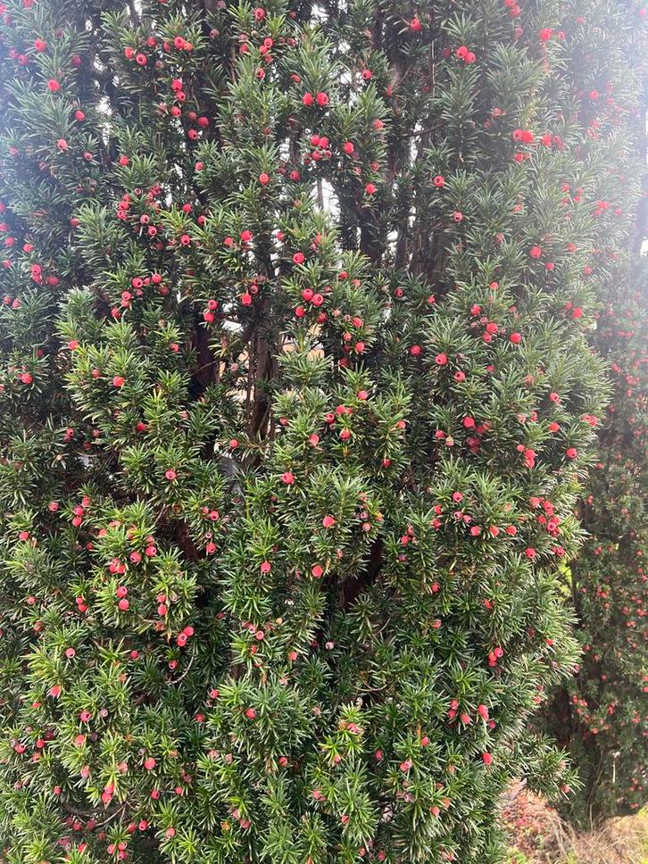 Taxus Baccata Zuilvorm - Prachtige Haagplant 3,5 m 3,5 m, Tuin en Terras, Planten | Bomen, Zuilboom, 100 tot 250 cm, Halfschaduw