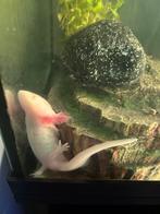 Axolotl - 2 years old, Dieren en Toebehoren, Amfibie, Met terrarium, 0 tot 2 jaar