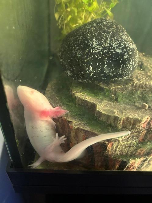 Axolotl - 2 years old, Dieren en Toebehoren, Reptielen en Amfibieën, Amfibie, 0 tot 2 jaar, Met terrarium