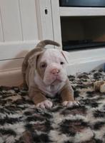 Old English Bulldog Pups, Dieren en Toebehoren, Honden | Bulldogs, Pinschers en Molossers, CDV (hondenziekte), 8 tot 15 weken