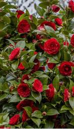 Camellia japonica/ Japanse roos te koop, Ophalen, Overige soorten, Struik, 250 cm of meer