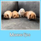 Minilop x leeuwenkop baby konijntjes (teddy), Dieren en Toebehoren, Konijnen, Meerdere dieren, Dwerg, 0 tot 2 jaar