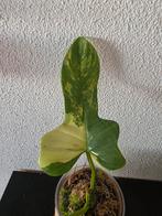 Philodendron bipennifolium Violin varigata, Ophalen of Verzenden, Halfschaduw, Minder dan 100 cm