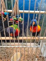 Tam broedkoppel lori van de blauwe bergen, Dieren en Toebehoren, Vogels | Parkieten en Papegaaien, Mannelijk, Papegaai, Tam