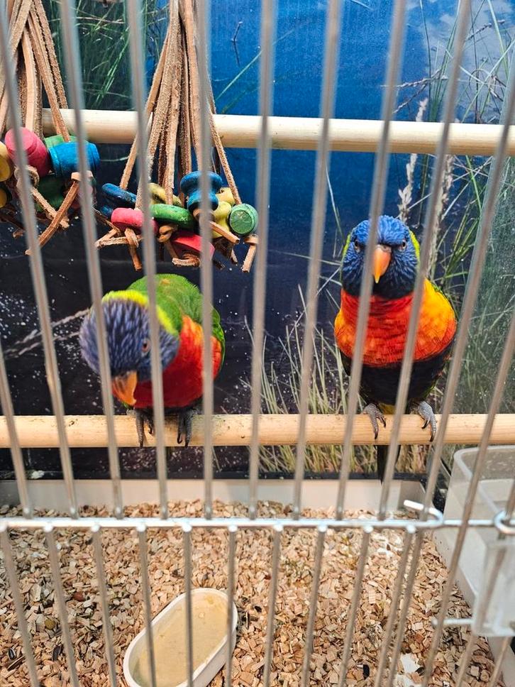 Tam broedkoppel lori van de blauwe bergen, Dieren en Toebehoren, Vogels | Parkieten en Papegaaien, Papegaai, Mannelijk, Tam