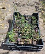 Tuin = Groente = Bieslook - Allium Schoenoprasum, Ophalen, Vaste plant, Groenteplanten