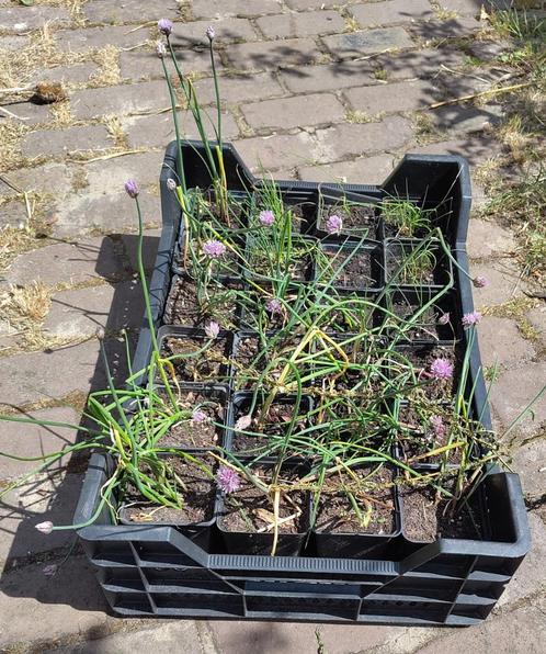 Tuin = Groente = Bieslook - Allium Schoenoprasum, Tuin en Terras, Planten | Tuinplanten, Vaste plant, Groenteplanten, Ophalen