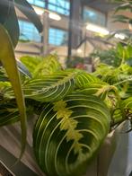 Maranta – Gebedsplant, Huis en Inrichting, Kamerplanten, Ophalen