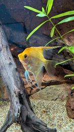 Maanvis vrouwtje, Dieren en Toebehoren, Vis