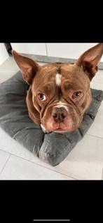 American pocket bully, HCC (leverziekte), Overige rassen, Teef, Eén hond