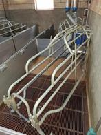 kraamhokken, zeugen, boxen., Dieren en Toebehoren, Schapen, Geiten en Varkens, Vrouwelijk, Varken