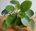Kamerplant Pannenkoekenplant (Pilea Peperomioides) +/- 25 cm, Overige soorten, Minder dan 100 cm, Halfschaduw, In pot