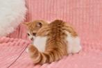 Diego – Red Cinnamon Carrier British Shorthair Boy (d 03), Poes, Gechipt, 0 tot 2 jaar