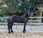 TE KOOP 2.5 jarige Friese hengst ., Dieren en Toebehoren, Paarden, Gechipt, Niet van toepassing, Dressuurpaard, 0 tot 2 jaar