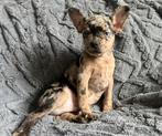 Franse bulldog pup reutje, Dieren en Toebehoren, Reu, CDV (hondenziekte), 8 tot 15 weken, Bulldog