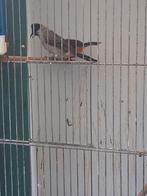 Koppel koetilangbuulbuuls, Meerdere dieren, Geringd