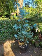 Eucalyptus  grote plant, Ophalen, Volle zon, Overige soorten
