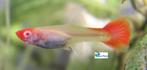 Guppy - Koi Albino (Vrouwtjes), Dieren en Toebehoren, Vis, Zoetwatervis