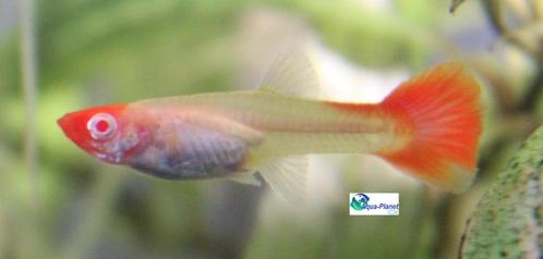 Guppy - Koi Albino (Vrouwtjes), Dieren en Toebehoren, Vissen | Aquariumvissen, Zoetwatervis, Vis