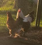Brahma haan en hen te koop, Dieren en Toebehoren, Pluimvee, Meerdere dieren, Kip