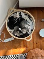 Lieve kittens zoeken nieuw huisje, Dieren en Toebehoren, Katten en Kittens | Overige Katten, Meerdere dieren