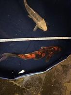 Hi Utsuri Japanse koi, Dieren en Toebehoren, Vissen | Vijvervissen, Karper of Koi