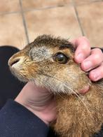 Gezocht: dode dieren voor taxidermie, Ophalen, Zo goed als nieuw, Overige soorten, Overige typen