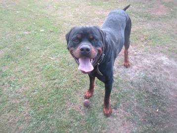 STAAT TER DEKKING KERNGEZONDE ROTTWEILLER DEK REU! ! !  beschikbaar voor biedingen