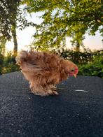 Cochin kriel - krulveer, Dieren en Toebehoren, Pluimvee, Mannelijk, Kip