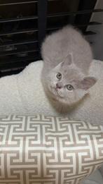 Britse korthaar lilac vrouwtje!, Kater, Ontwormd