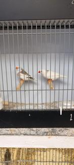 Zebravinken bont, Dieren en Toebehoren, Vogels | Overige Vogels, Meerdere dieren
