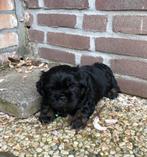 Spark boomertje, puppy, boomer, zwart/bruin, Particulier, 8 tot 15 weken, Reu, Nederland