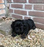 Spark boomertje, puppy, boomer, zwart/bruin, Dieren en Toebehoren, Particulier, 8 tot 15 weken, Reu, Nederland