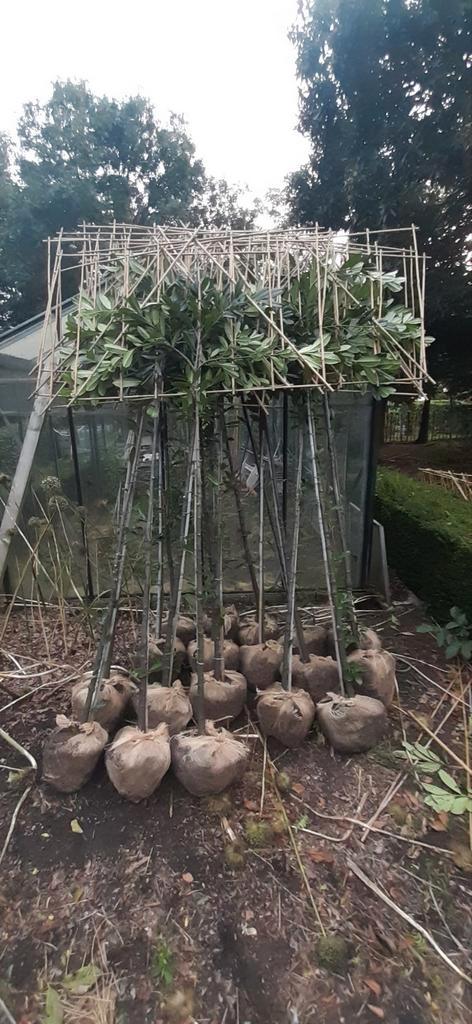 Groenblijvende leiboom leilaurier prunus novita laurierkers, Tuin en Terras, Planten | Bomen, Halfschaduw, Ophalen