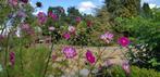 Bio zaden cosmos mix roze en picotee. Hommels bijen vlinders, Ophalen of Verzenden, Voorjaar, Volle zon, Zaad