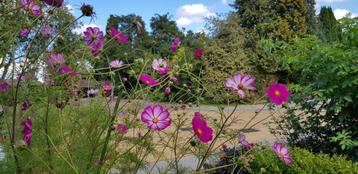 Bio zaden cosmos mix roze en picotee. Hommels bijen vlinders beschikbaar voor biedingen