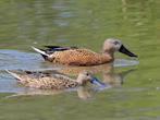Siereenden, ganzen, zwanen, kippen, Dieren en Toebehoren, Pluimvee, Meerdere dieren, Overige soorten